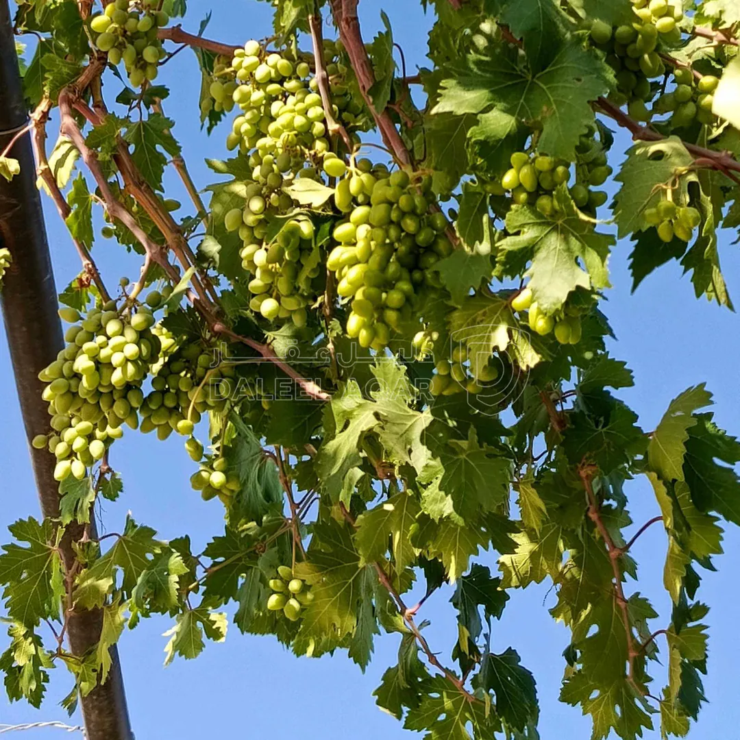 مزرعة/شاليه في نادرة - 130,000 دأ - صورة 1