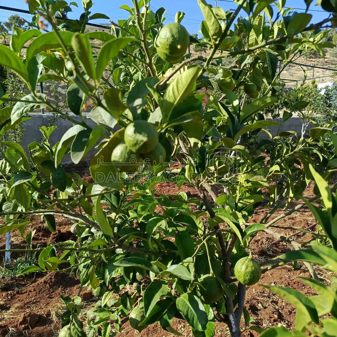 مزرعة/شاليه في نادرة - 130,000 دأ - صورة 1