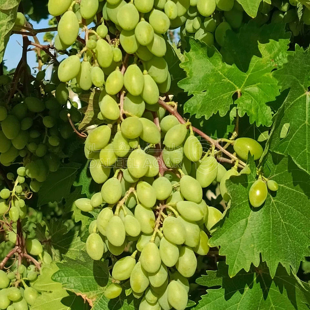 مزرعة/شاليه في نادرة - 130,000 دأ - صورة 1