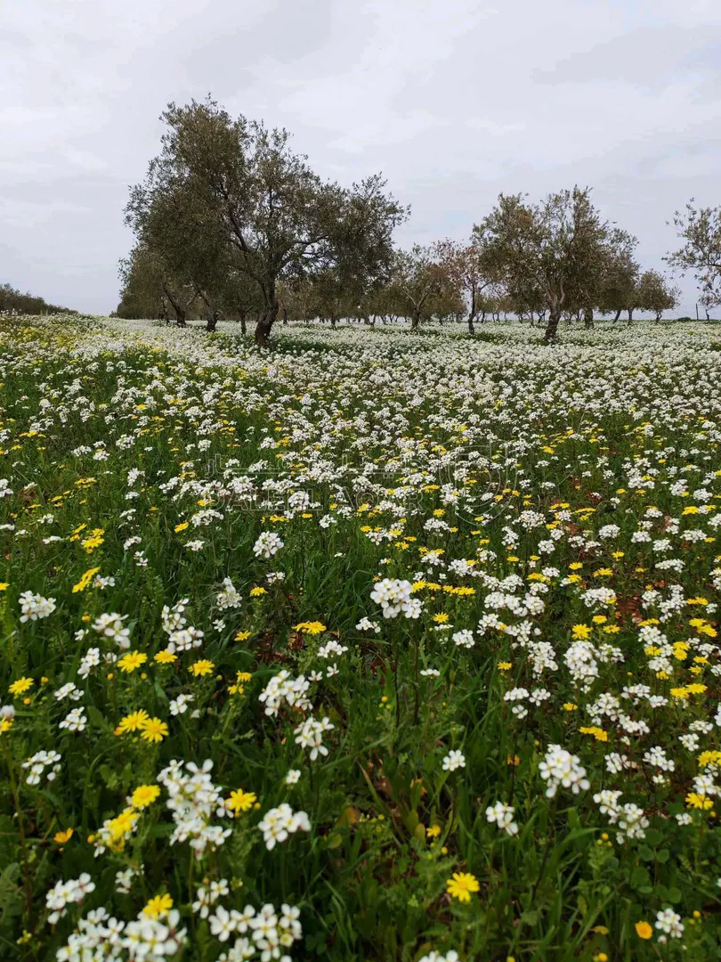 أرض في السلط الزعتري متوفر اكثر من قطعه - 130,000 دأ - صورة 1