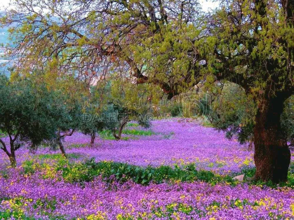 أرض في السلط الزعتري متوفر اكثر من قطعه - 130,000 دأ - صورة 1