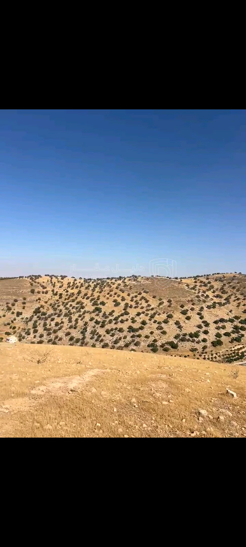 أرض في بيرين - ام المكمان - عشر دقائق عن شارع الاردن  - 55,000 دأ - صورة 1