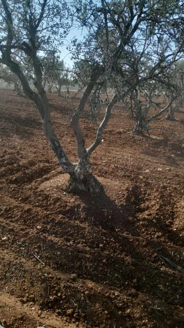 أرض في اربد- المغير - 100,000 دأ - صورة 1