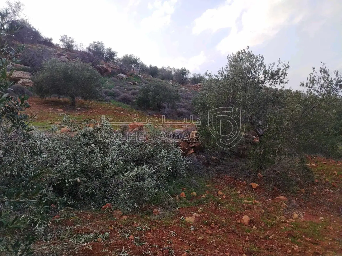 أرض في السلط - الصبيحي - بيوضة الشرقية  - 130,000 دأ - صورة 1