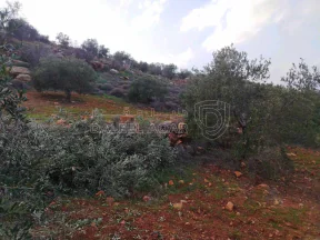 أرض في السلط - الصبيحي - بيوضة الشرقية  - 130,000 دأ - صورة NaN