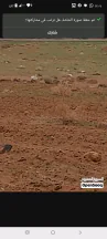 أرض في المفرق التنمويه الخاصه  - 30,000 دأ - صورة NaN