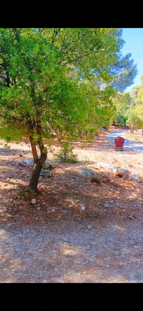 أرض في قرب محمية الغزلان دبين  - 1,680,000 دأ - صورة 1