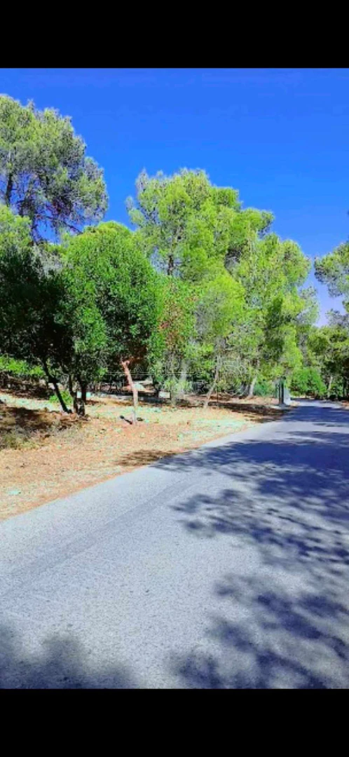 أرض في قرب محمية الغزلان دبين  - 1,680,000 دأ - صورة 1