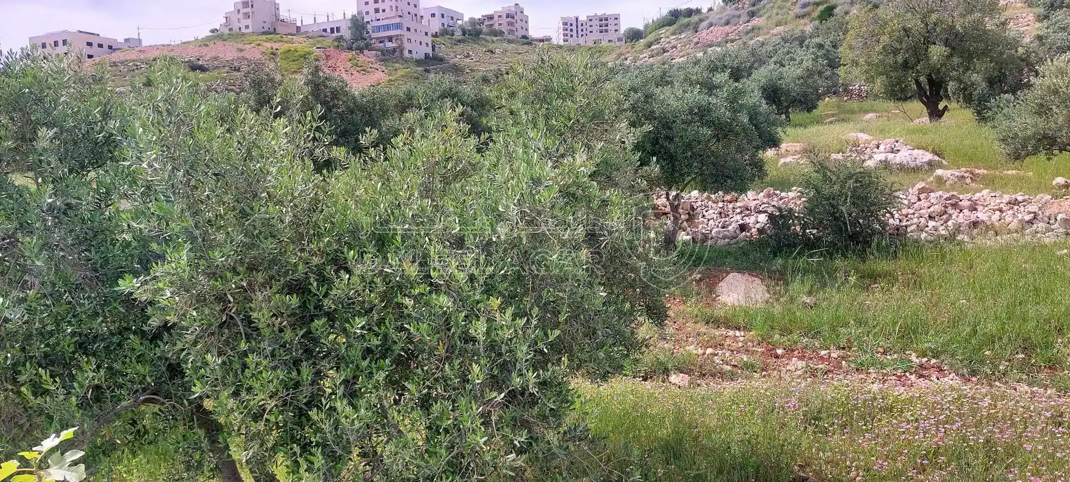 أرض في اراضي غرب عمان  - 550,000 دأ - صورة 30