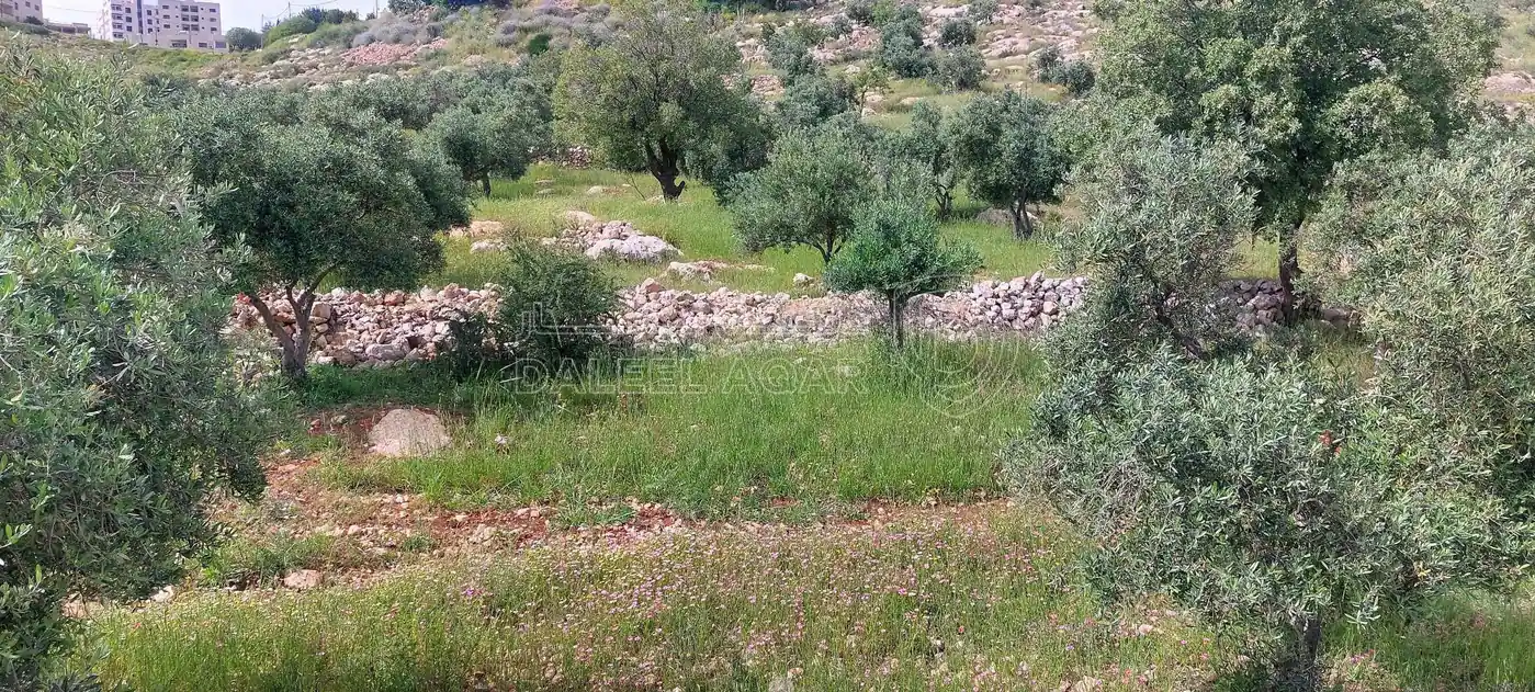 أرض في اراضي غرب عمان  - 550,000 دأ - صورة 2