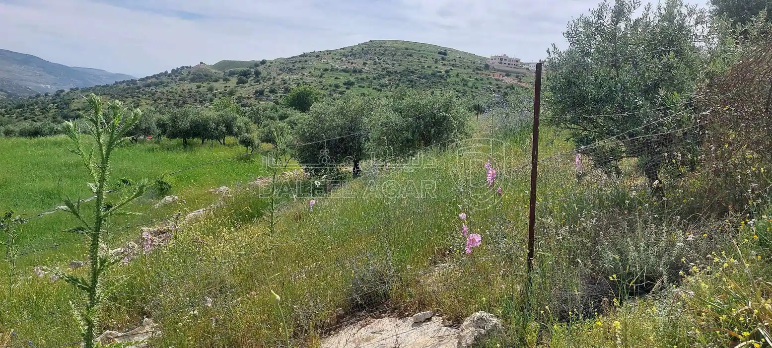 أرض في اراضي غرب عمان  - 550,000 دأ - صورة 7