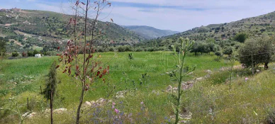 أرض في اراضي غرب عمان  - 550,000 دأ - صورة NaN