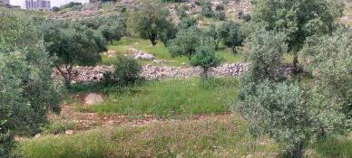 أرض في اراضي غرب عمان  - 550,000 دأ - صورة NaN