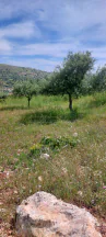 أرض في اراضي غرب عمان  - 550,000 دأ - صورة NaN