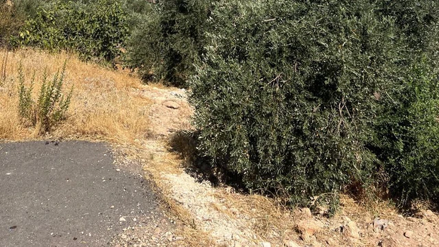 أرض في بدر الجديدة  غرب عمان  - 450,000 دأ - صورة NaN
