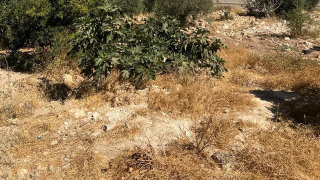 أرض في بدر الجديدة  غرب عمان  - 450,000 دأ - صورة NaN