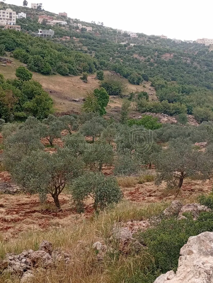أرض في عجلون راسون صنعار - 24,000 دأ - صورة 1