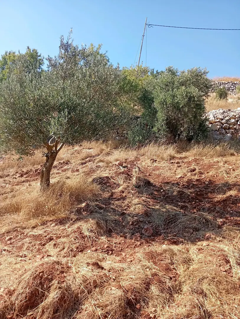 أرض في عجلون راسون صنعار - 24,000 دأ - صورة 1