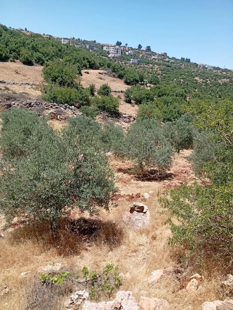 أرض في عجلون راسون صنعار - 24,000 دأ - صورة 1