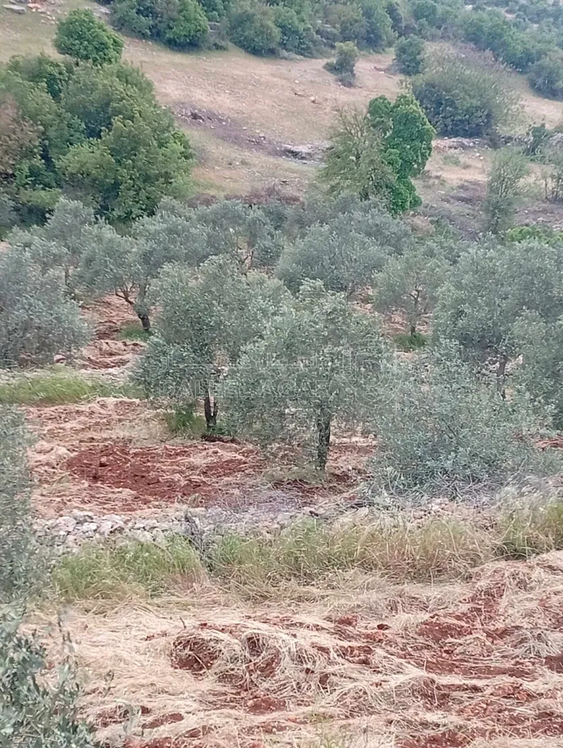 أرض في عجلون راسون صنعار - 24,000 دأ - صورة 1