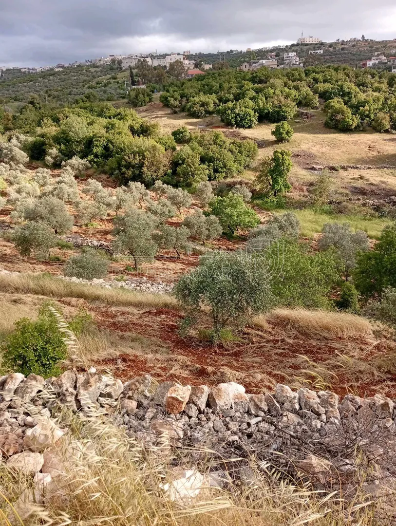 أرض في عجلون راسون صنعار - 24,000 دأ - صورة 1