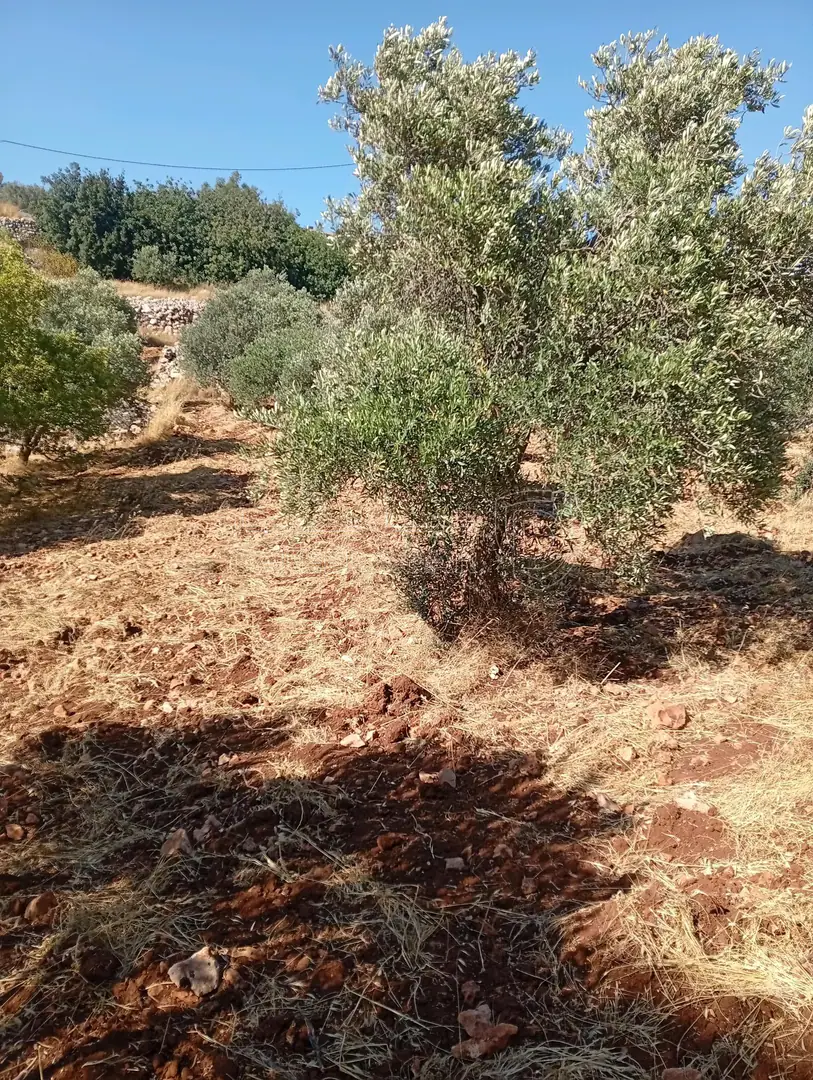 أرض في عجلون راسون صنعار - 24,000 دأ - صورة 1