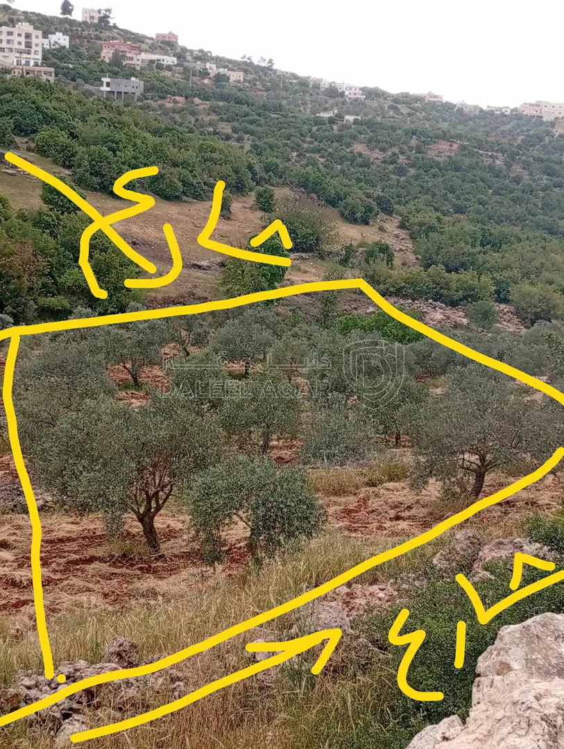 أرض في عجلون راسون صنعار - 24,000 دأ - صورة 1