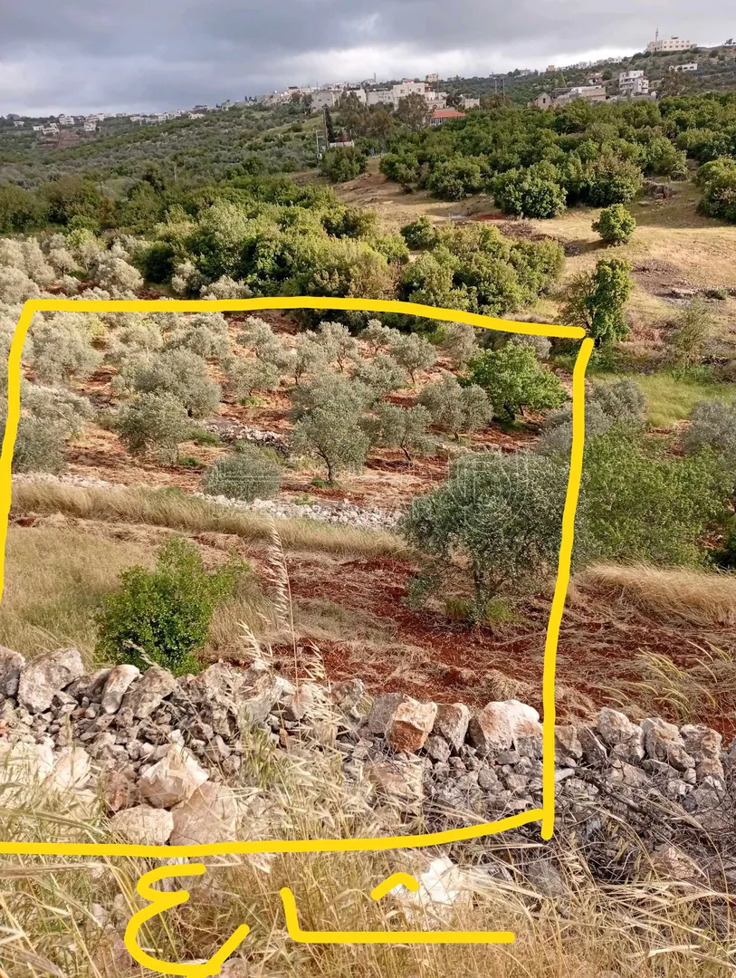 أرض في عجلون راسون صنعار - 24,000 دأ - صورة 1