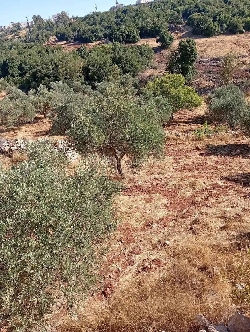أرض في عجلون راسون صنعار - 24,000 دأ - صورة 1