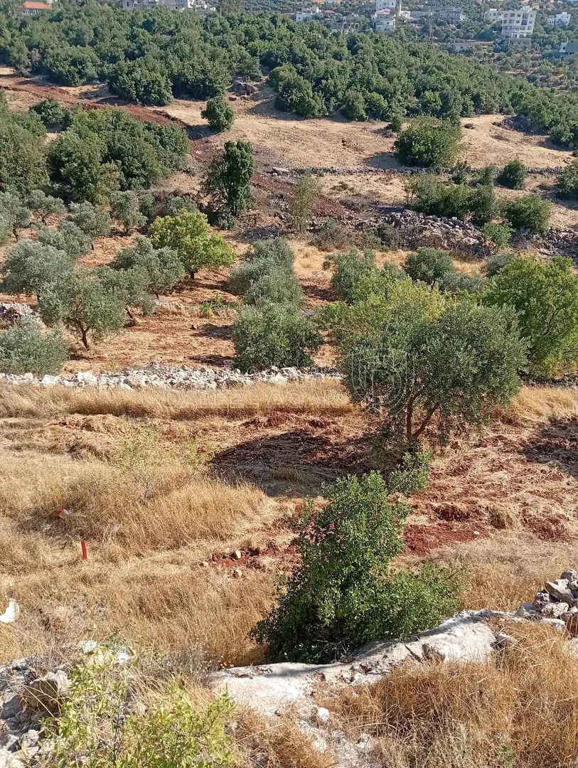 أرض في عجلون راسون صنعار - 24,000 دأ - صورة 1