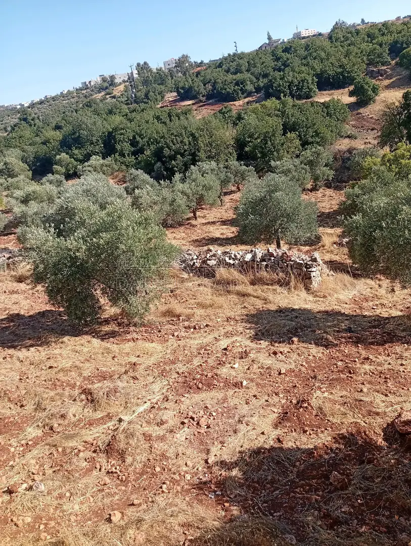 أرض في عجلون راسون صنعار - 24,000 دأ - صورة 1