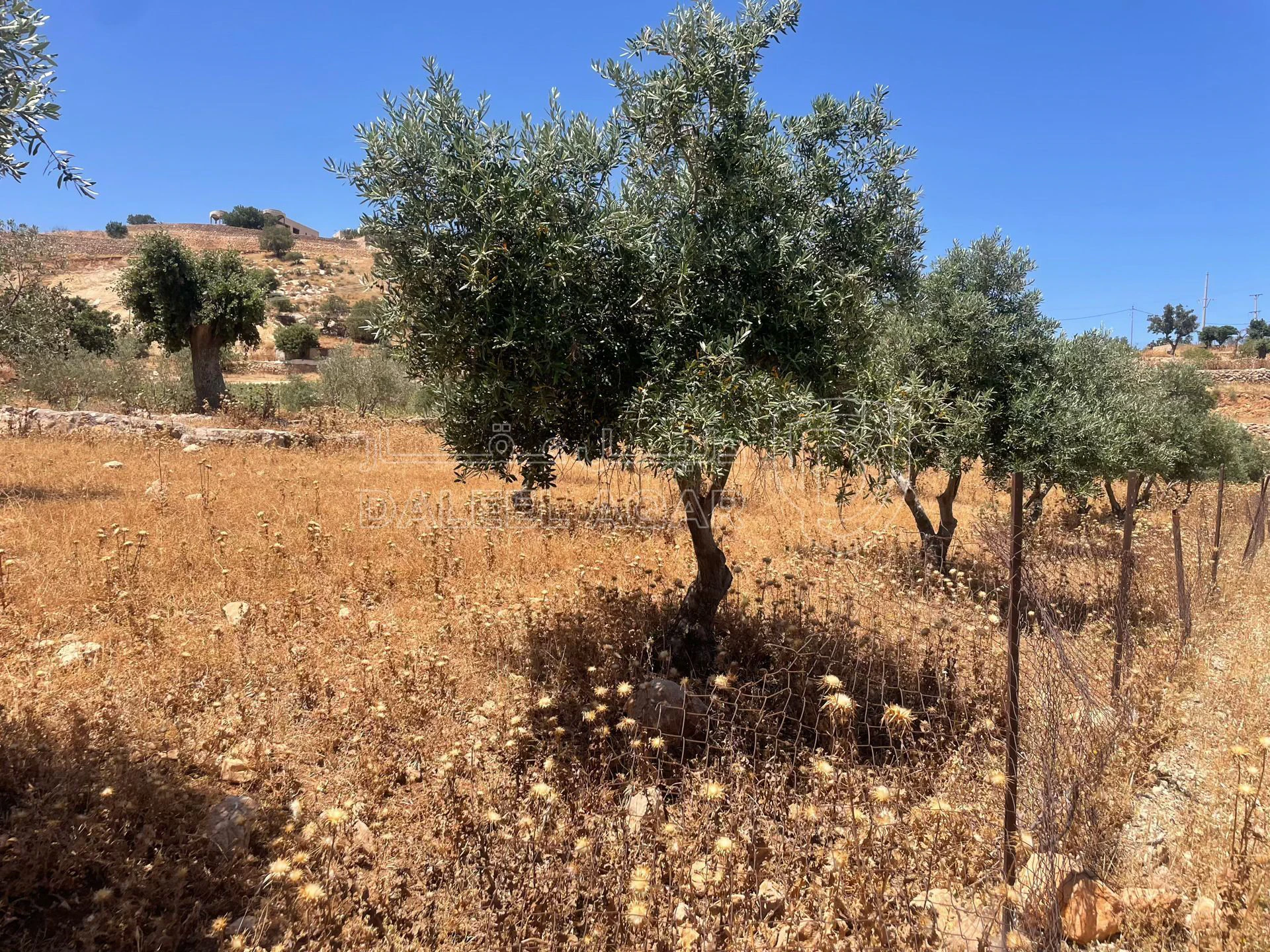 أرض في السلط. الصبيحي - 75,000 دأ - صورة 1
