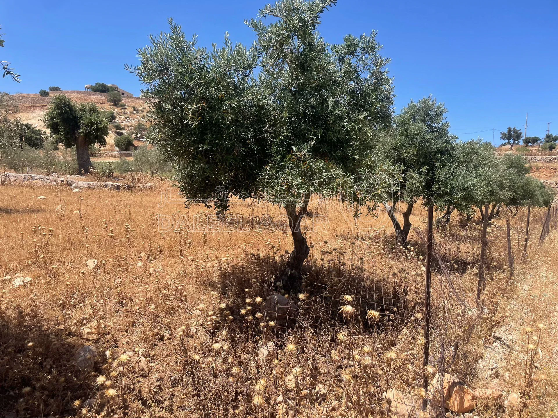 أرض في السلط. الصبيحي - 75,000 دأ - صورة 1