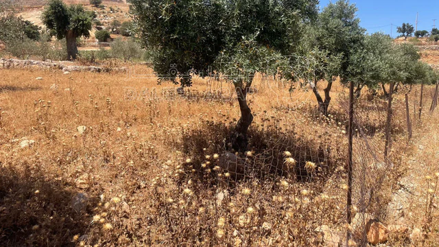 أرض في السلط. الصبيحي - 75,000 دأ - صورة NaN