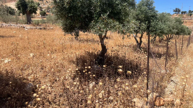 أرض في السلط. الصبيحي - 75,000 دأ - صورة NaN