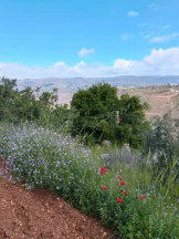 أرض في السلط بيوضه  - 130,000 دأ - صورة NaN