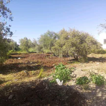 أرض في مادبا -الخطابية - بجانب مسجد علي السعيدات  - 50,000 دأ - صورة NaN
