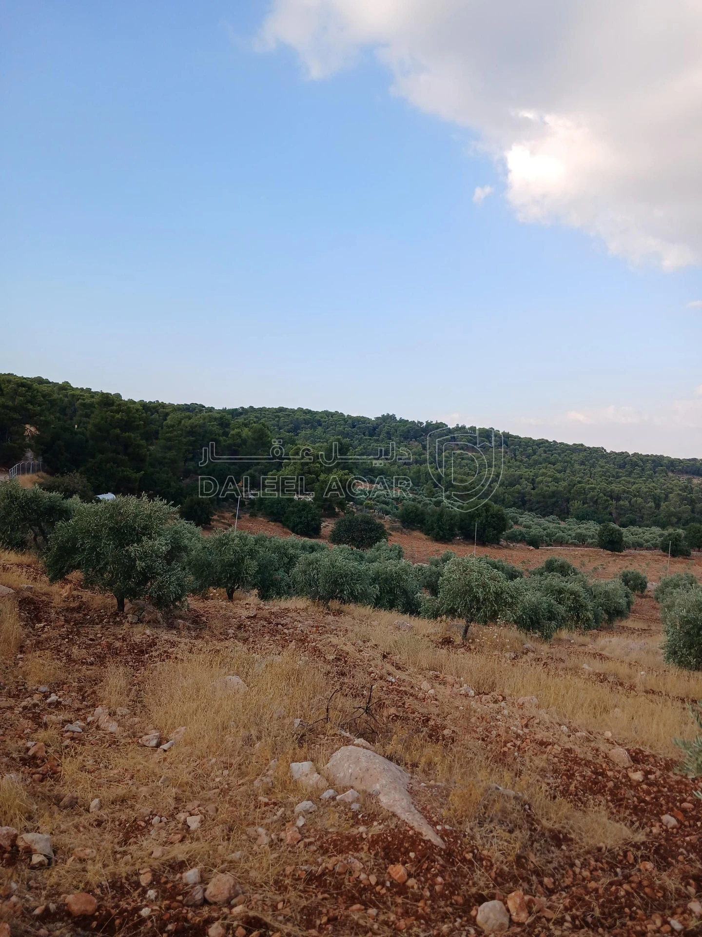 أرض في جرش الجزازه دبين - 360,000 دأ - صورة 4