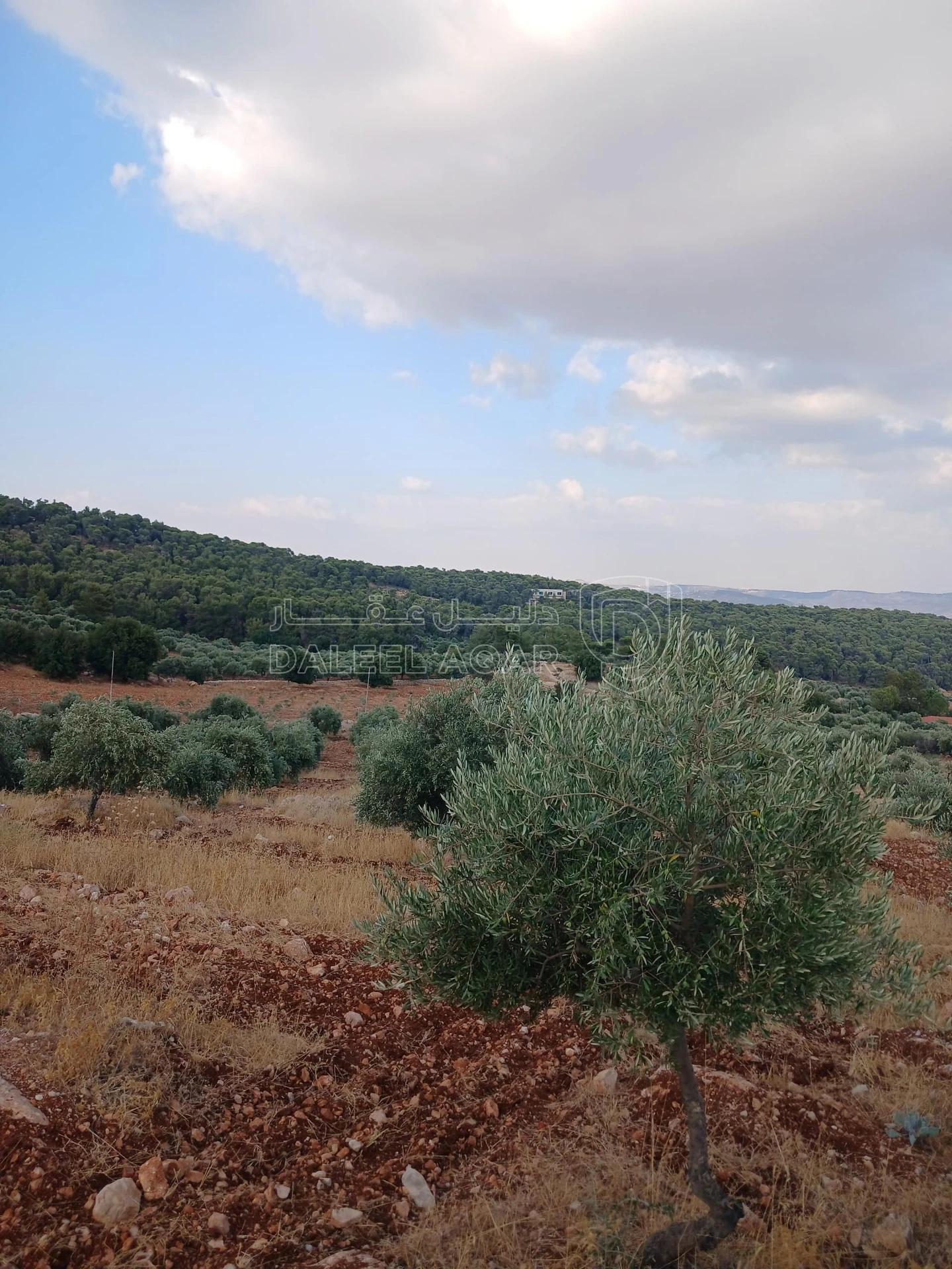 أرض في جرش الجزازه دبين - 360,000 دأ - صورة 3