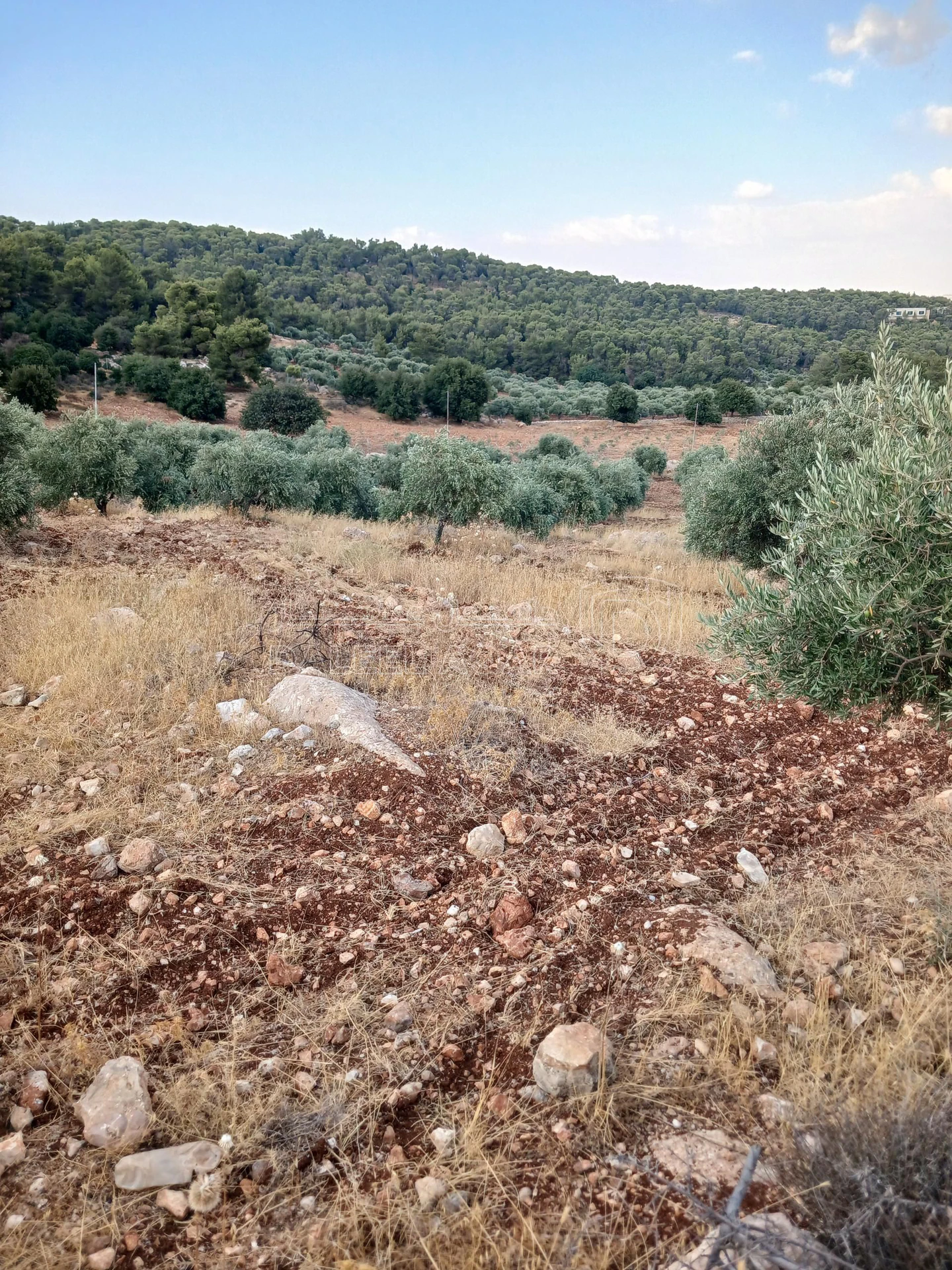 أرض في جرش الجزازه دبين - 360,000 دأ - صورة 5