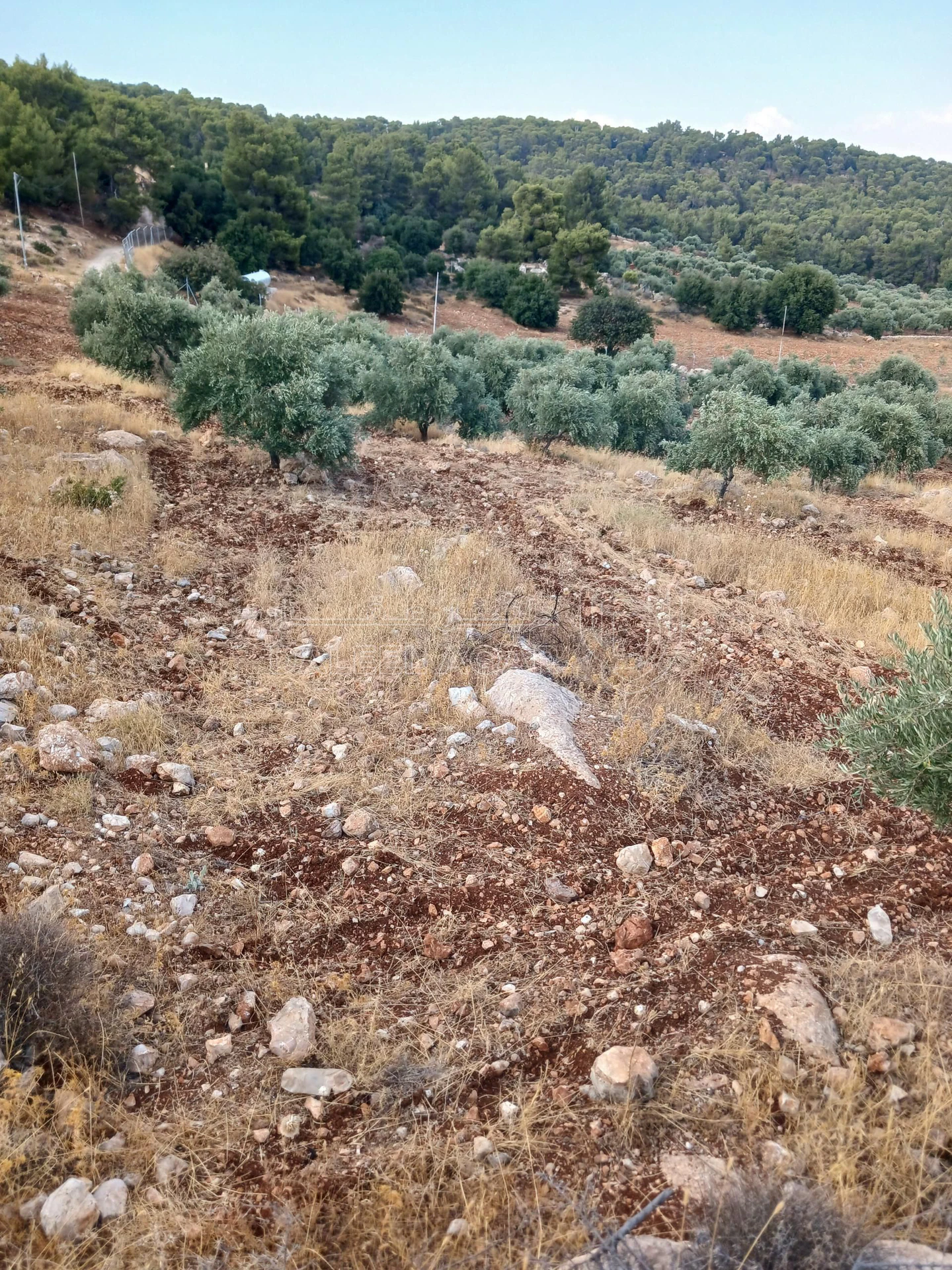 أرض في جرش الجزازه دبين - 360,000 دأ - صورة 7