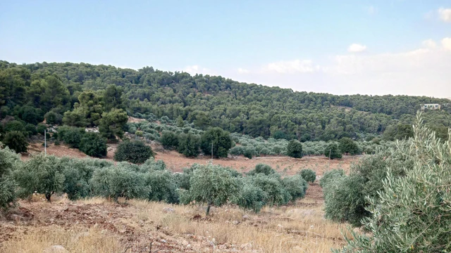 أرض في جرش الجزازه دبين - 360,000 دأ - صورة NaN