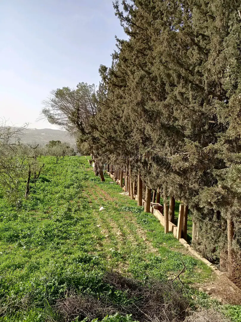 أرض في ناعور حوض اليرموك  الروضه الشارع الرئيسي - 75,000 دأ - صورة 1
