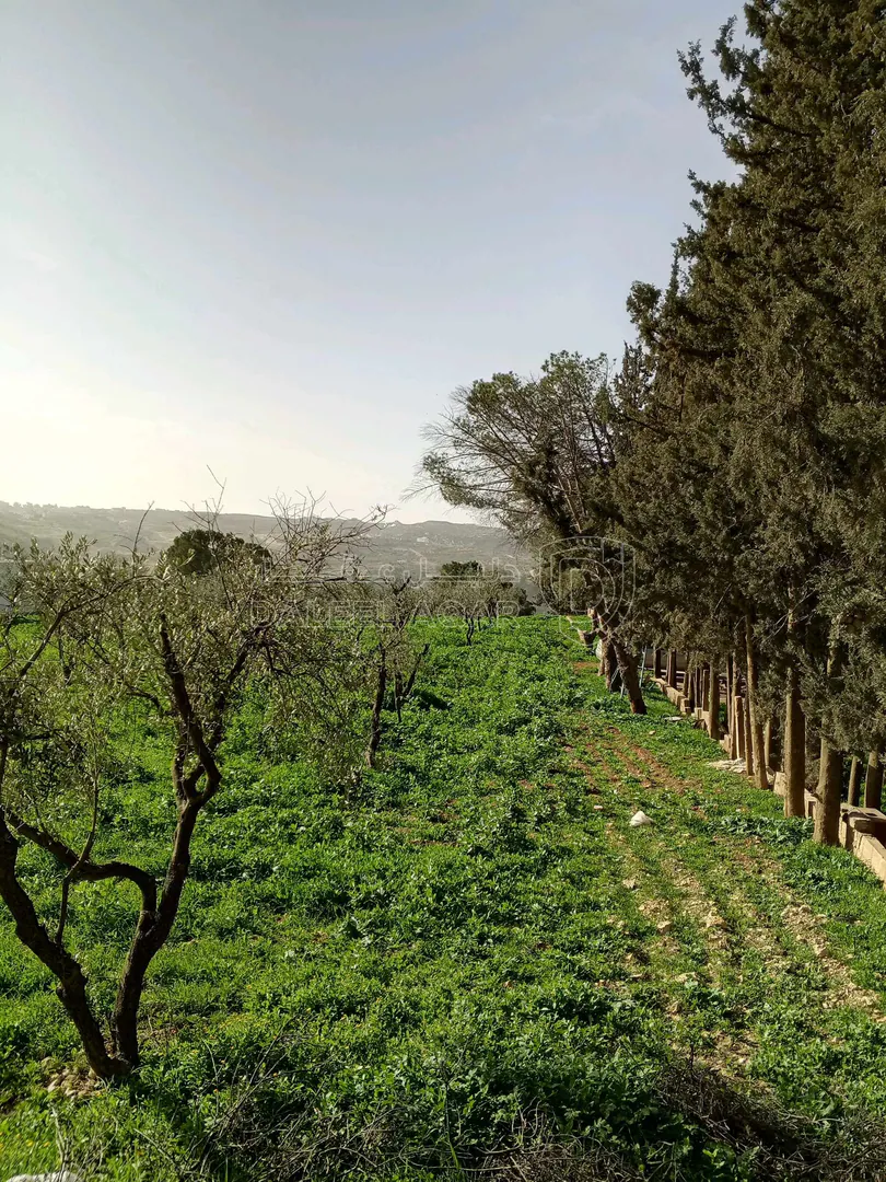 أرض في ناعور حوض اليرموك  الروضه الشارع الرئيسي - 75,000 دأ - صورة 1