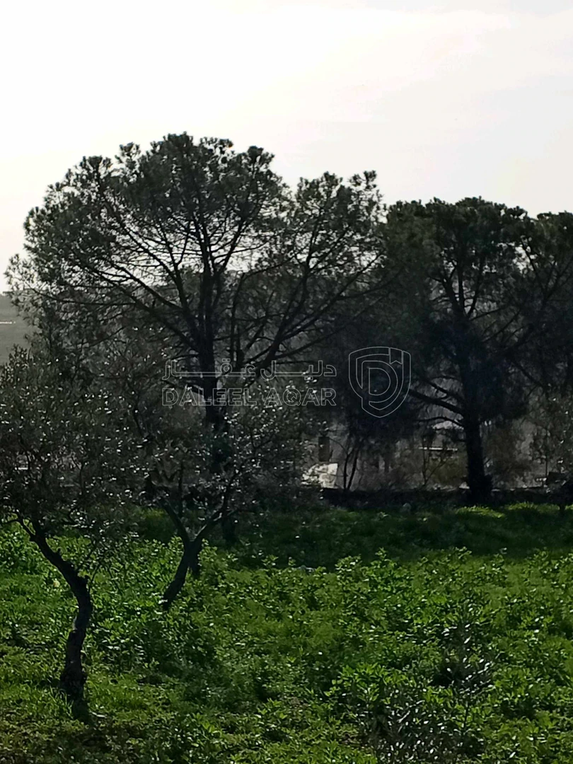 أرض في ناعور حوض اليرموك  الروضه الشارع الرئيسي - 75,000 دأ - صورة 1