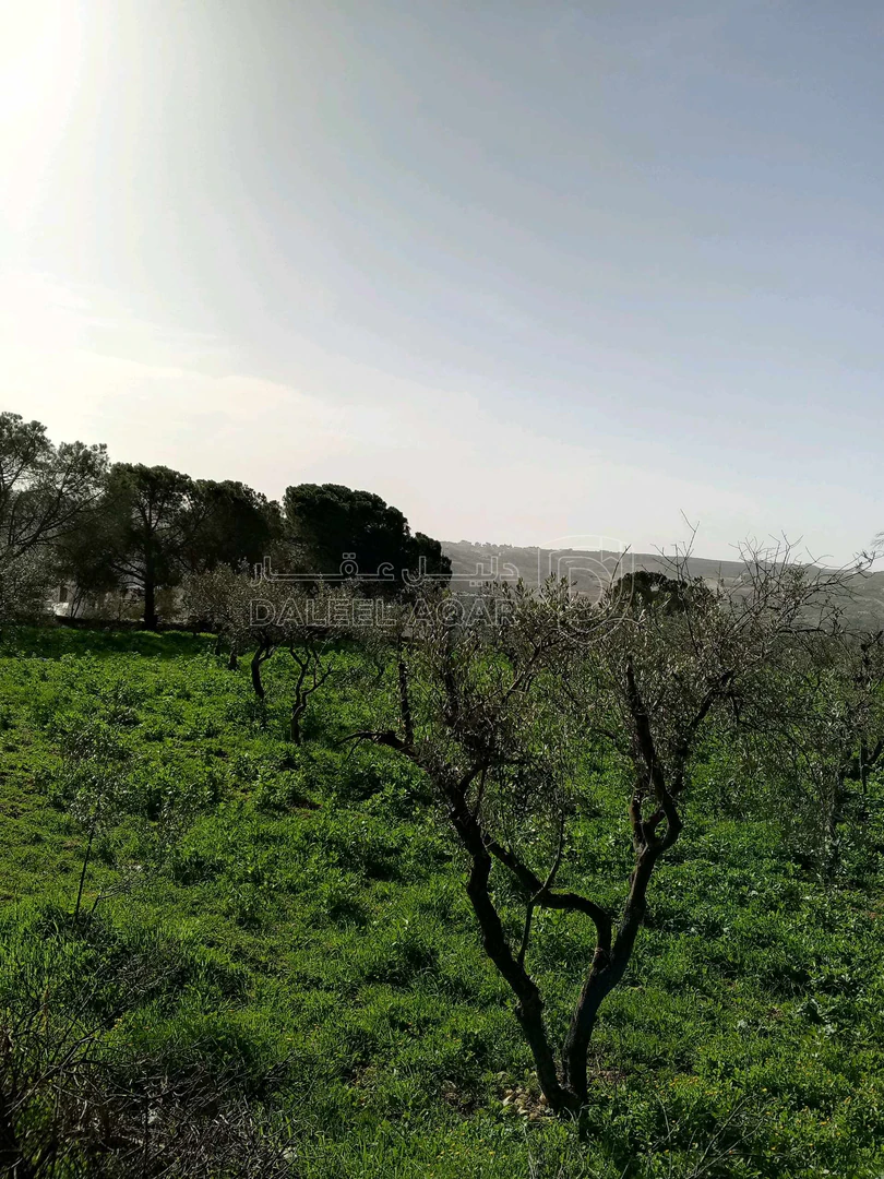 أرض في ناعور حوض اليرموك  الروضه الشارع الرئيسي - 75,000 دأ - صورة 1
