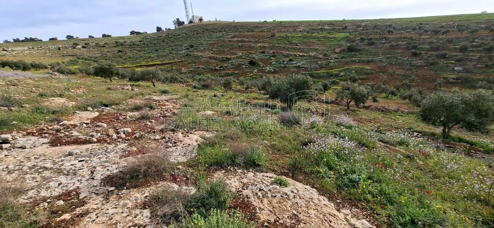 أرض في جرش قفقفا المشيرفة - 20,000 دأ - صورة 3