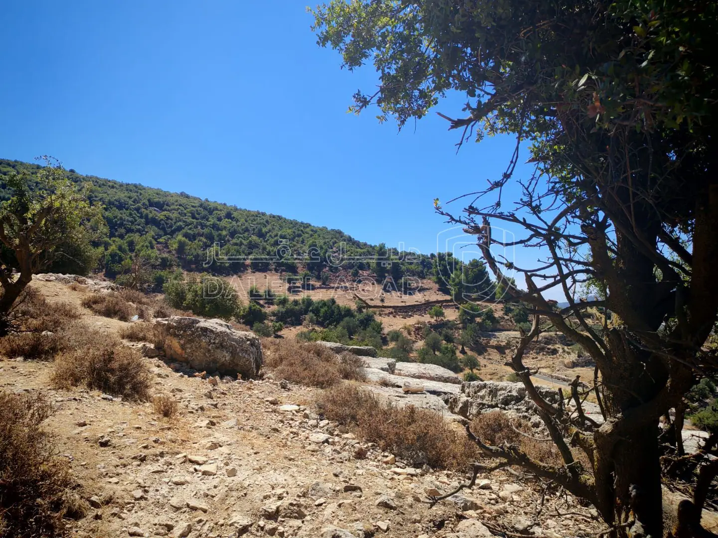 أرض في عجلون عين جنا - 70,000 دأ - صورة 1