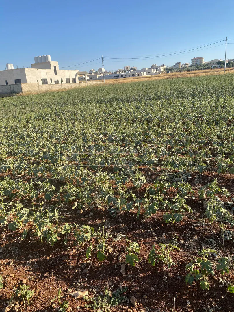 أرض في عمان جاوا  - 47,000 دأ - صورة 1