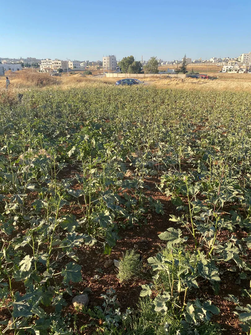 أرض في عمان جاوا  - 47,000 دأ - صورة 1
